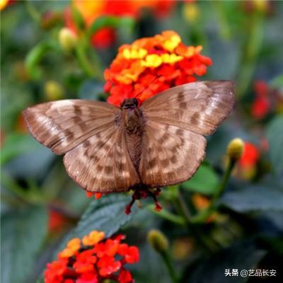 元气骑士taptap最新版下载